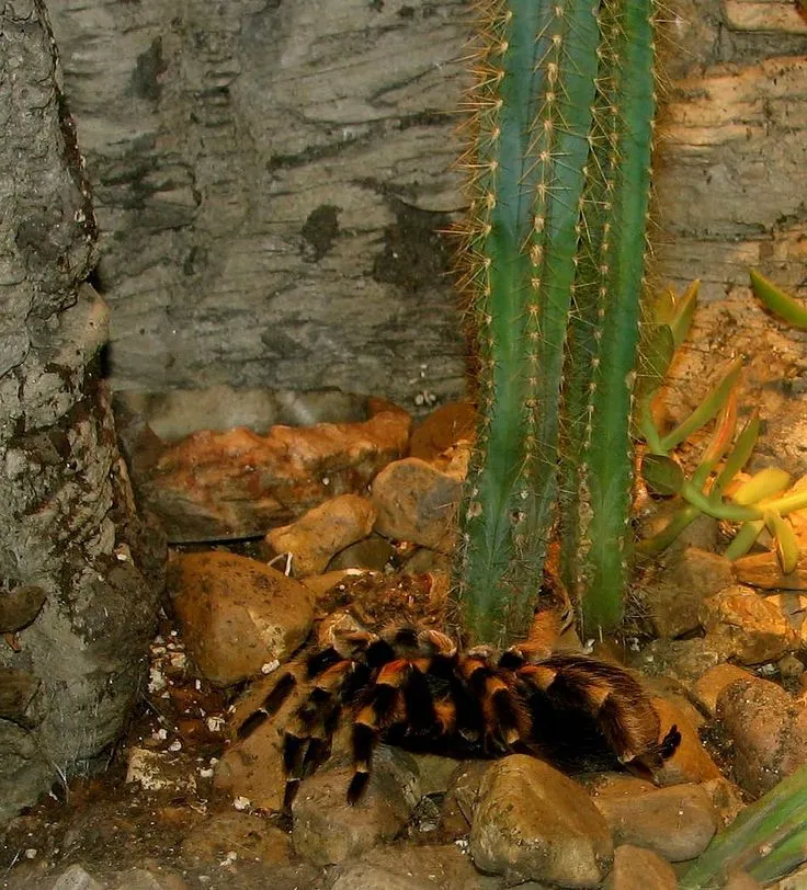 22344 yellow knee tarantula habitat