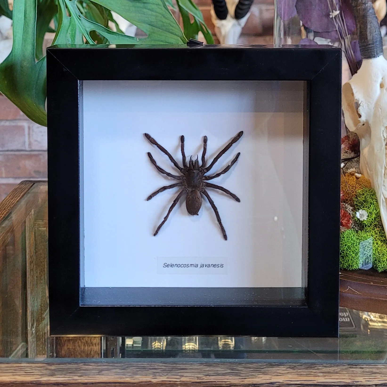 22344 yellow knee tarantula handling