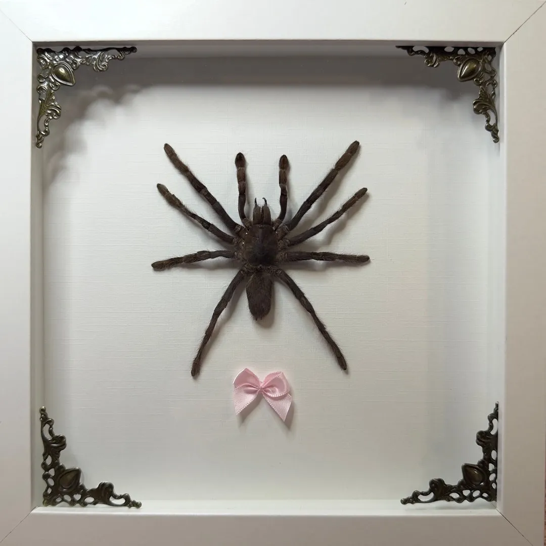 /img/22344-yellow-knee-tarantula-molting.webp