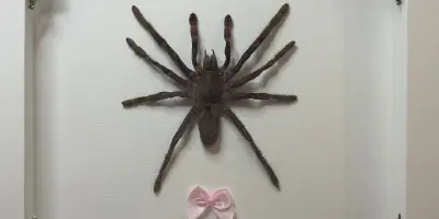 /img/22344-yellow-knee-tarantula-molting.webp