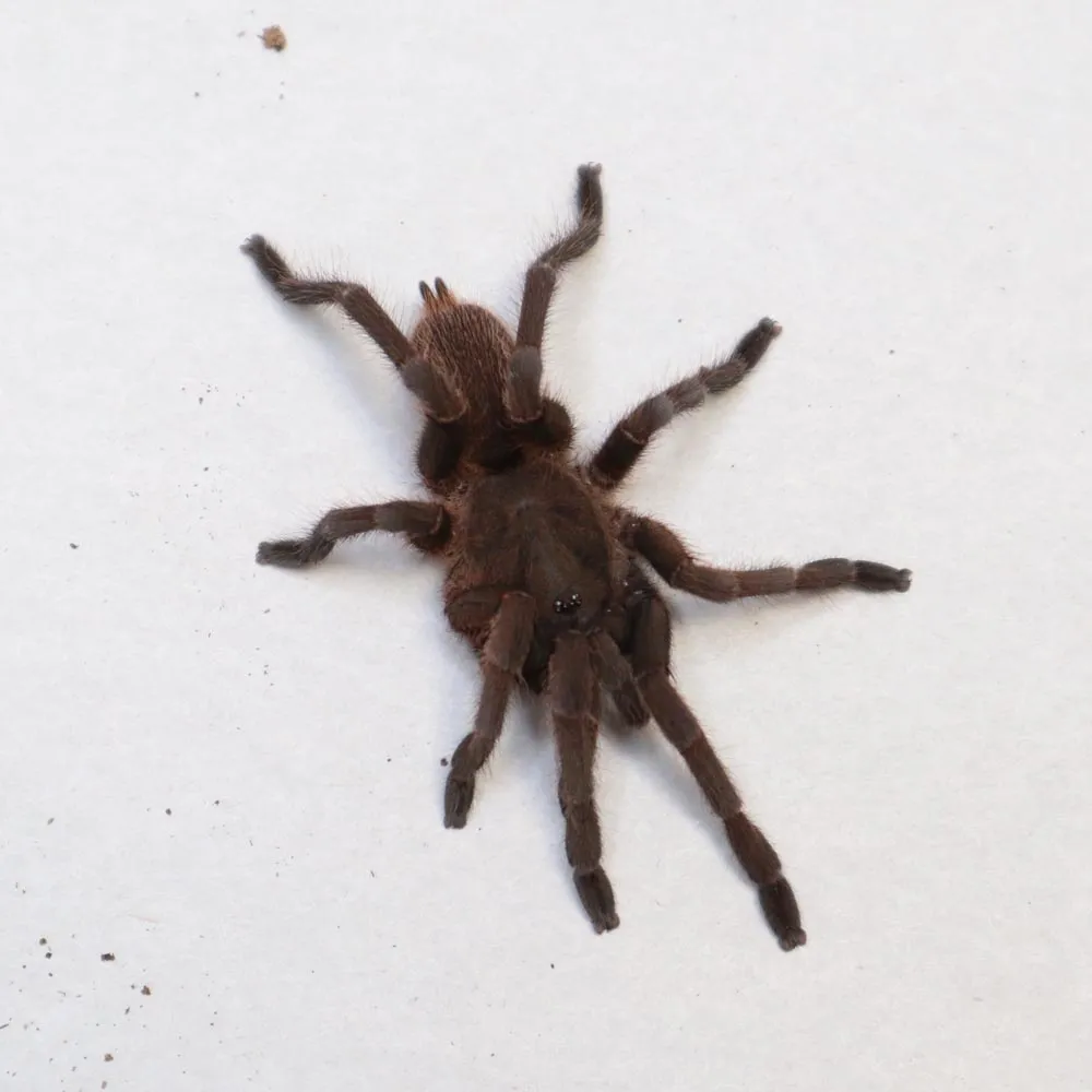 22344 yellow knee tarantula overview