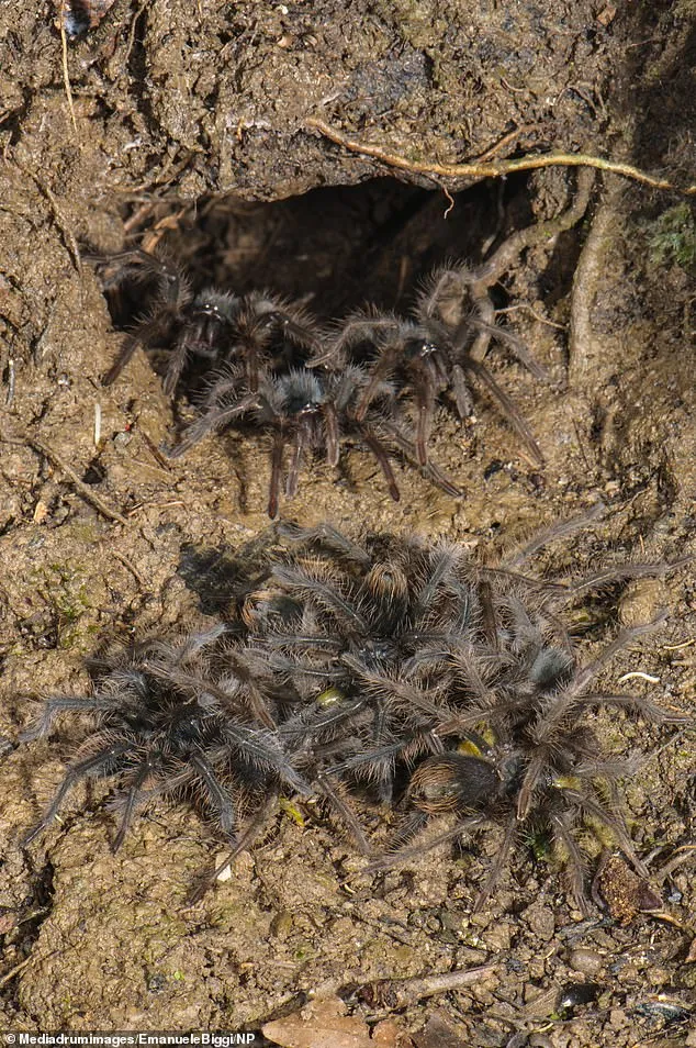 22345 tarantula feeding