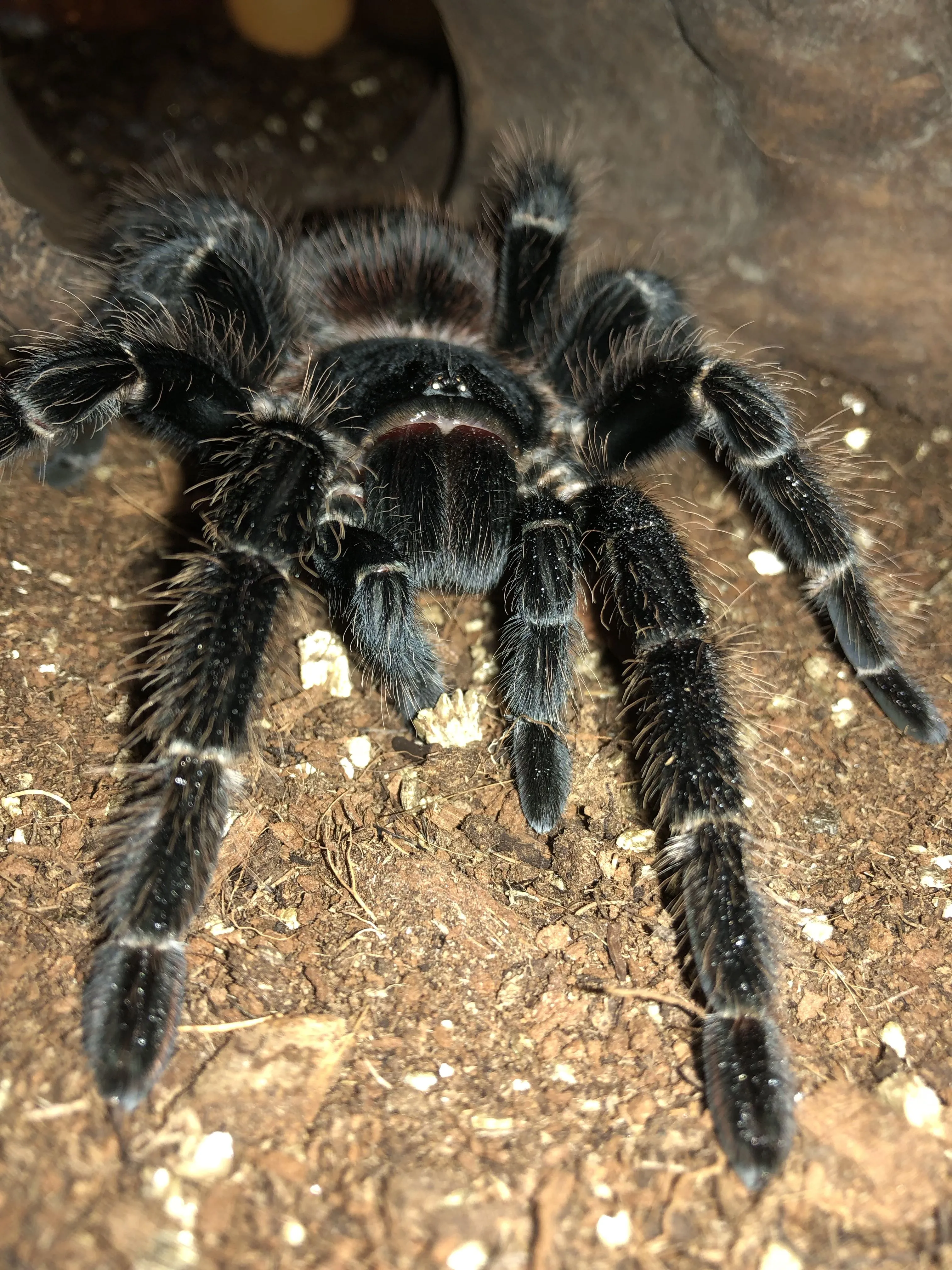 22345 tarantula handling