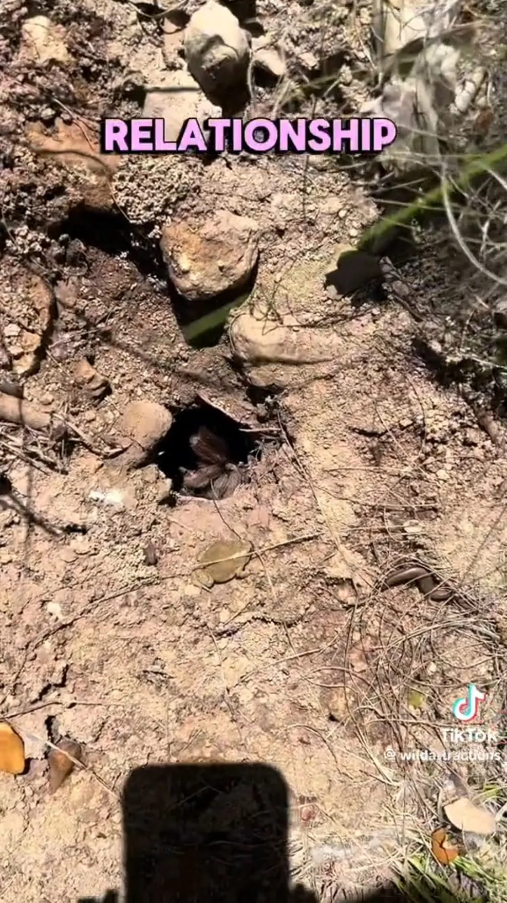 /img/22345-tarantula-species.webp