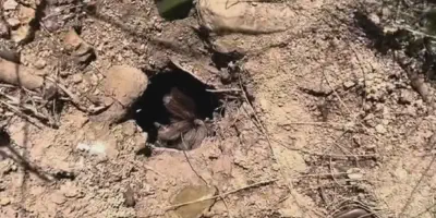 /img/22345-tarantula-species.webp