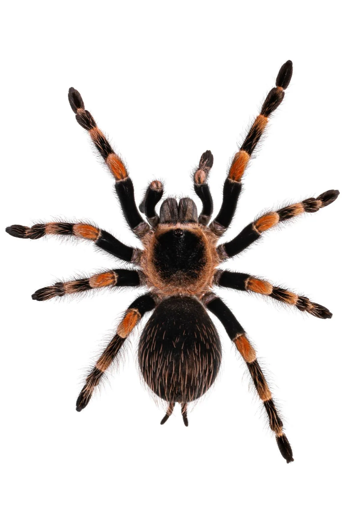 22347 chilean rose tarantula