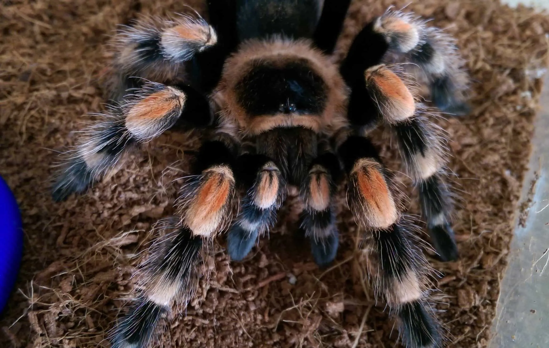 22347 mexican red knee tarantula