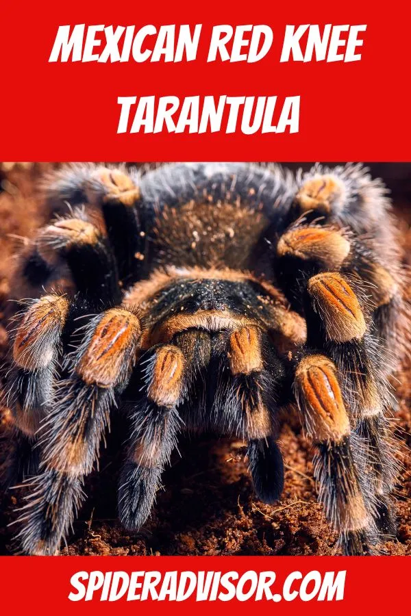 22347 tarantula handling