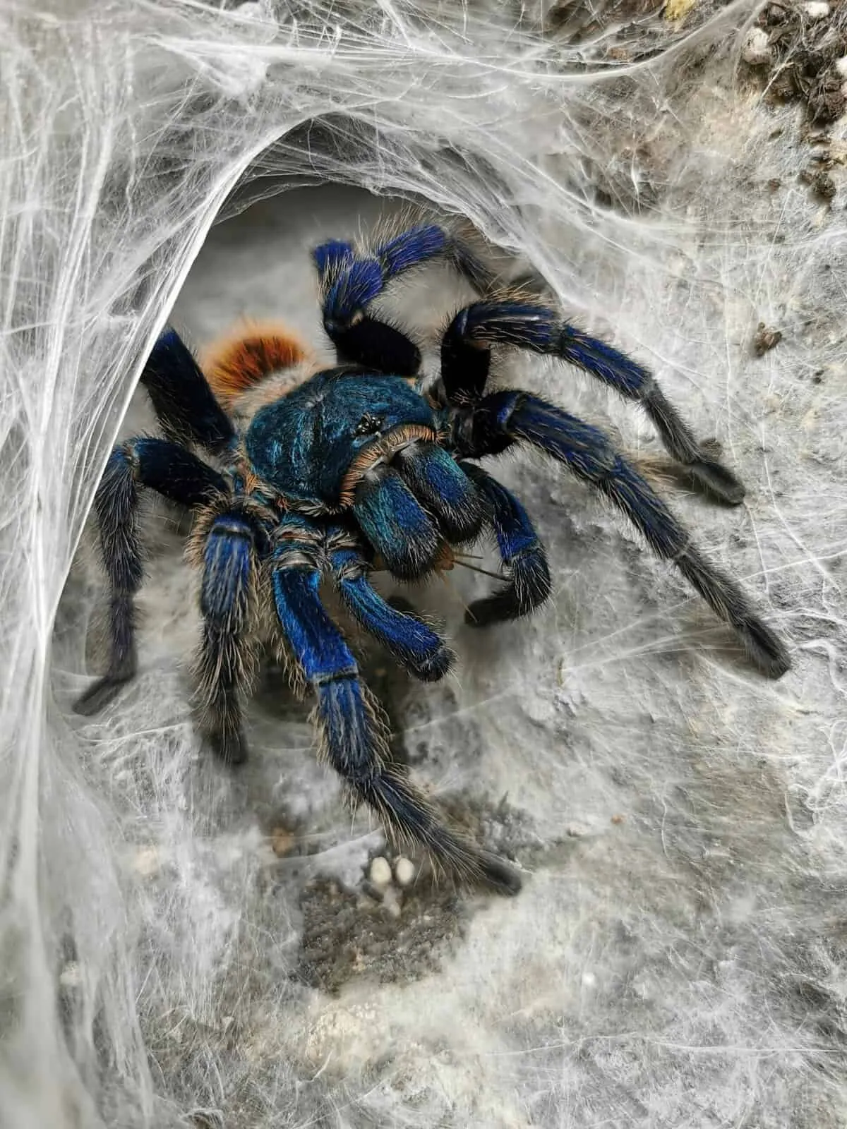 22349 healthy tarantula
