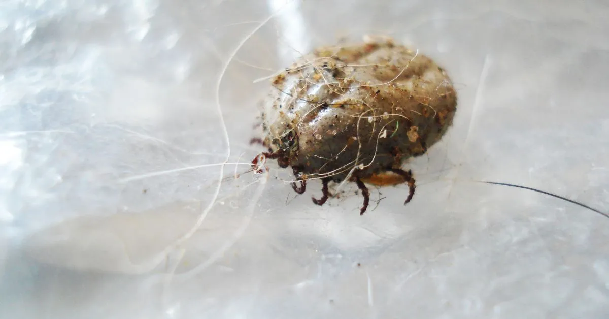 22349 tarantula mites identification