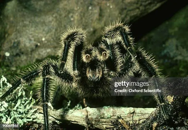 22351 spontania tarantula enclosure