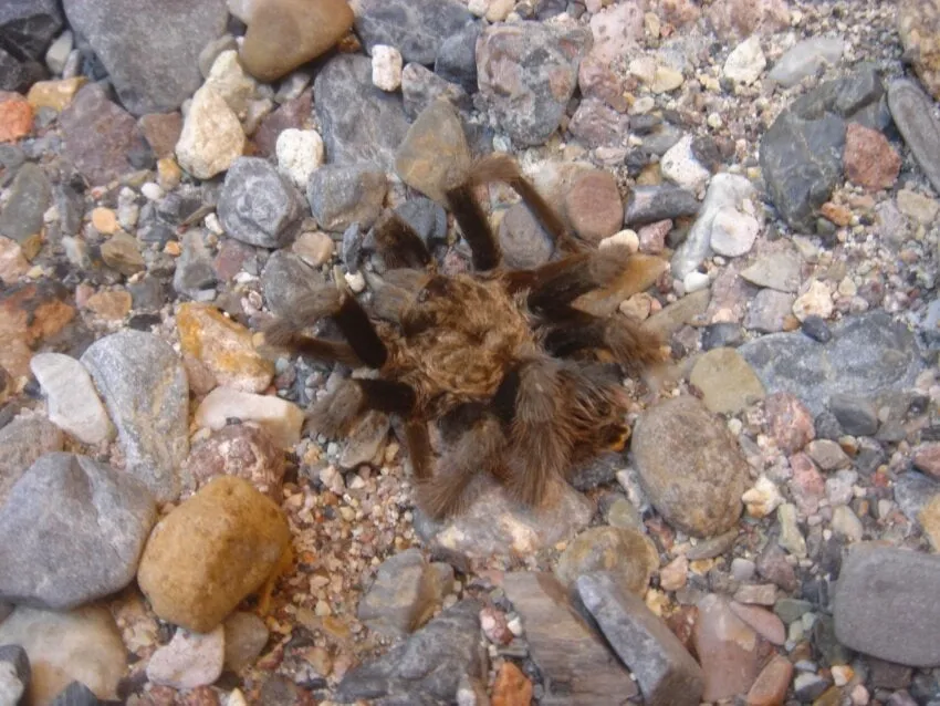 22351 spontania tarantula feeding