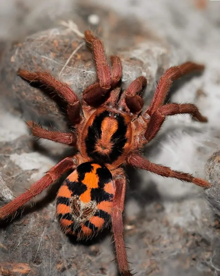 22351 spontania tarantula habitat