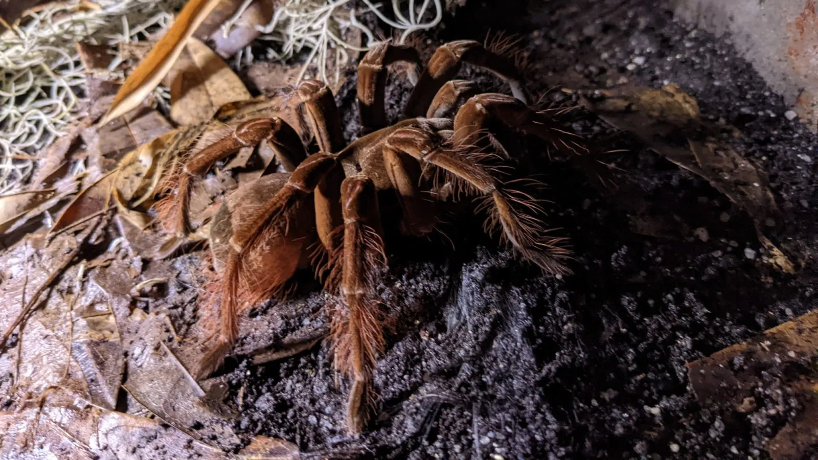 22351 spontania tarantula handling