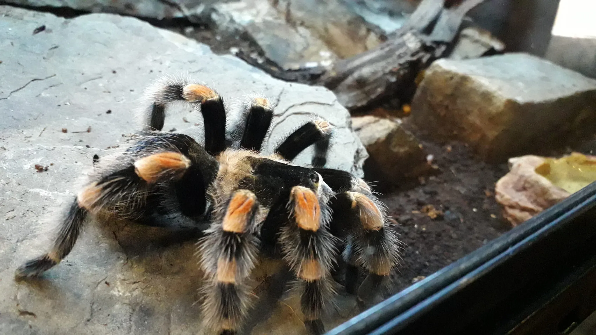 22351 spontania tarantula molting