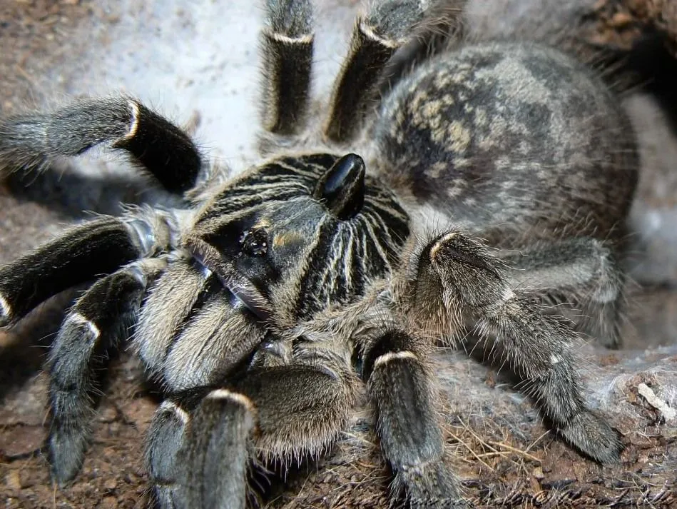 22351 spontania tarantula overview