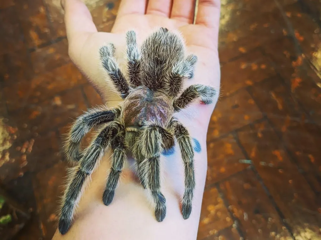 /img/22351-spontania-tarantula-substrate.webp