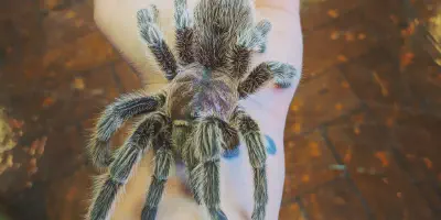 /img/22351-spontania-tarantula-substrate.webp
