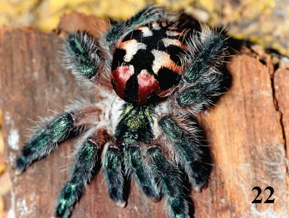 22351 spontania tarantula water