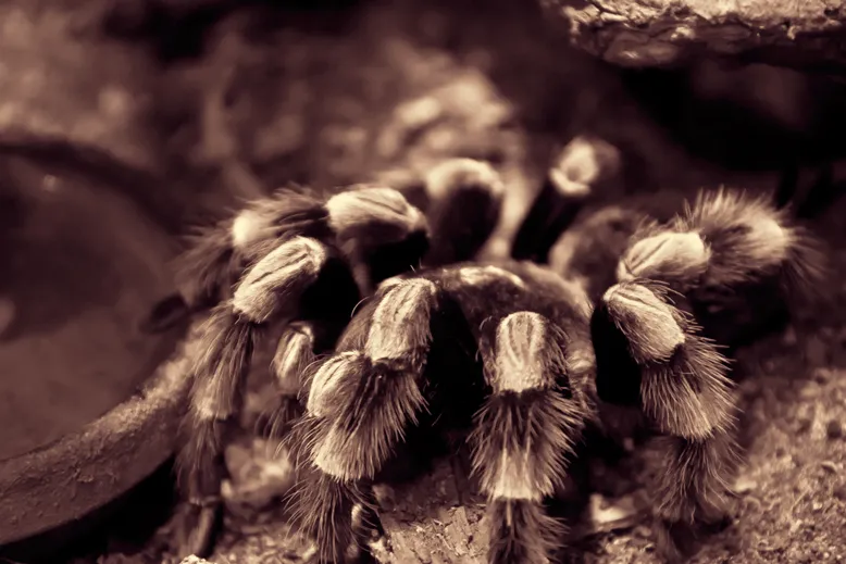 22353 tarantula eyes