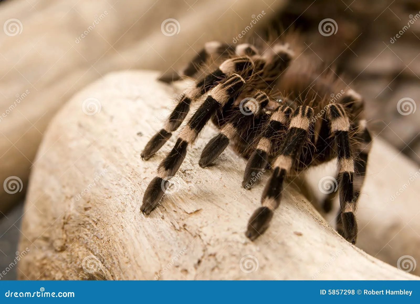 22354 brazilian white knee tarantula comparison