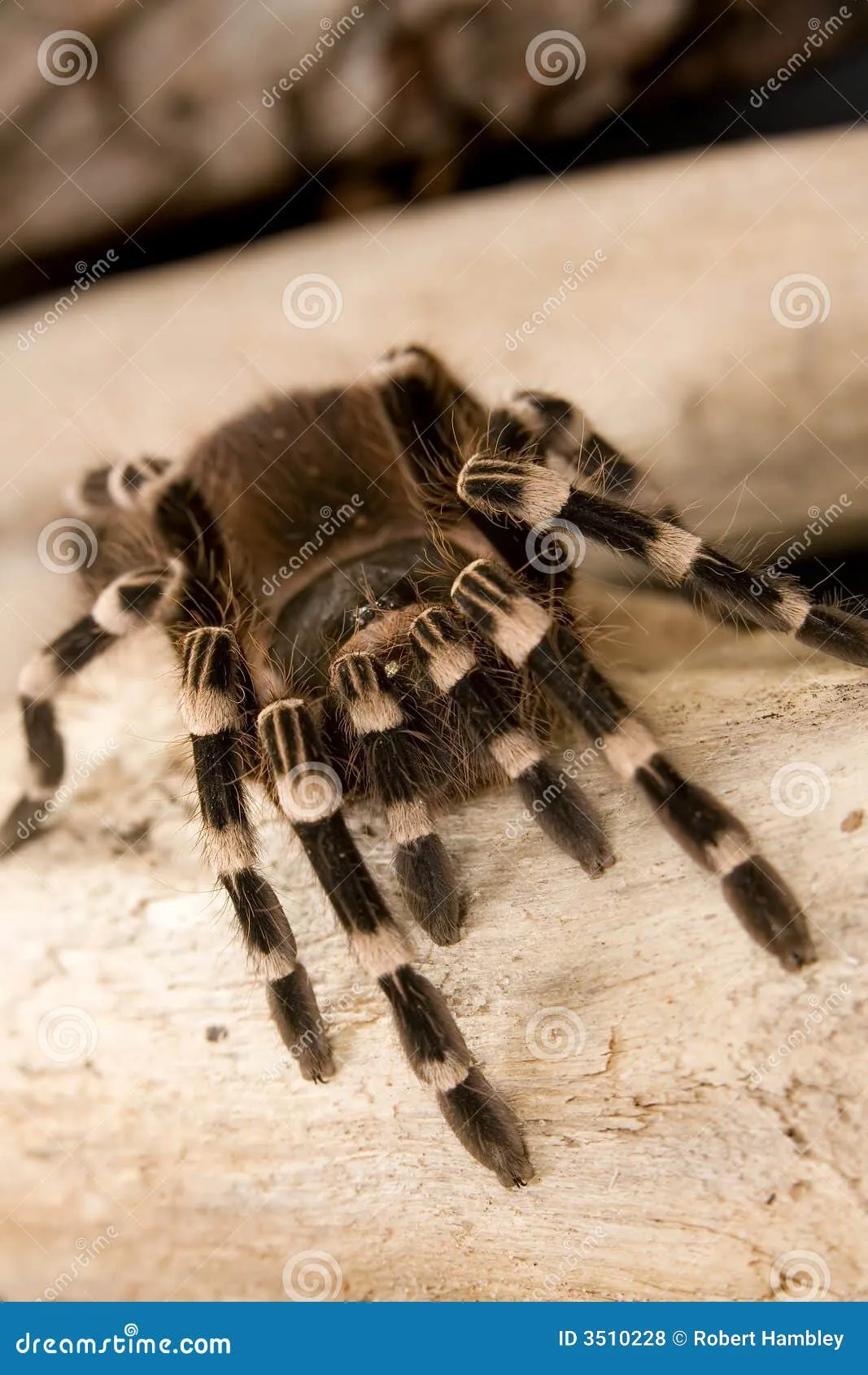 22354 brazilian white knee tarantula enclosure
