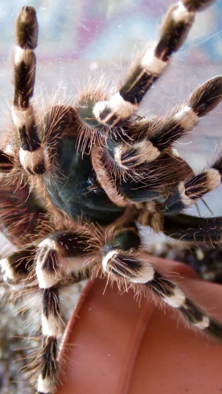 22354 brazilian white knee tarantula feeding