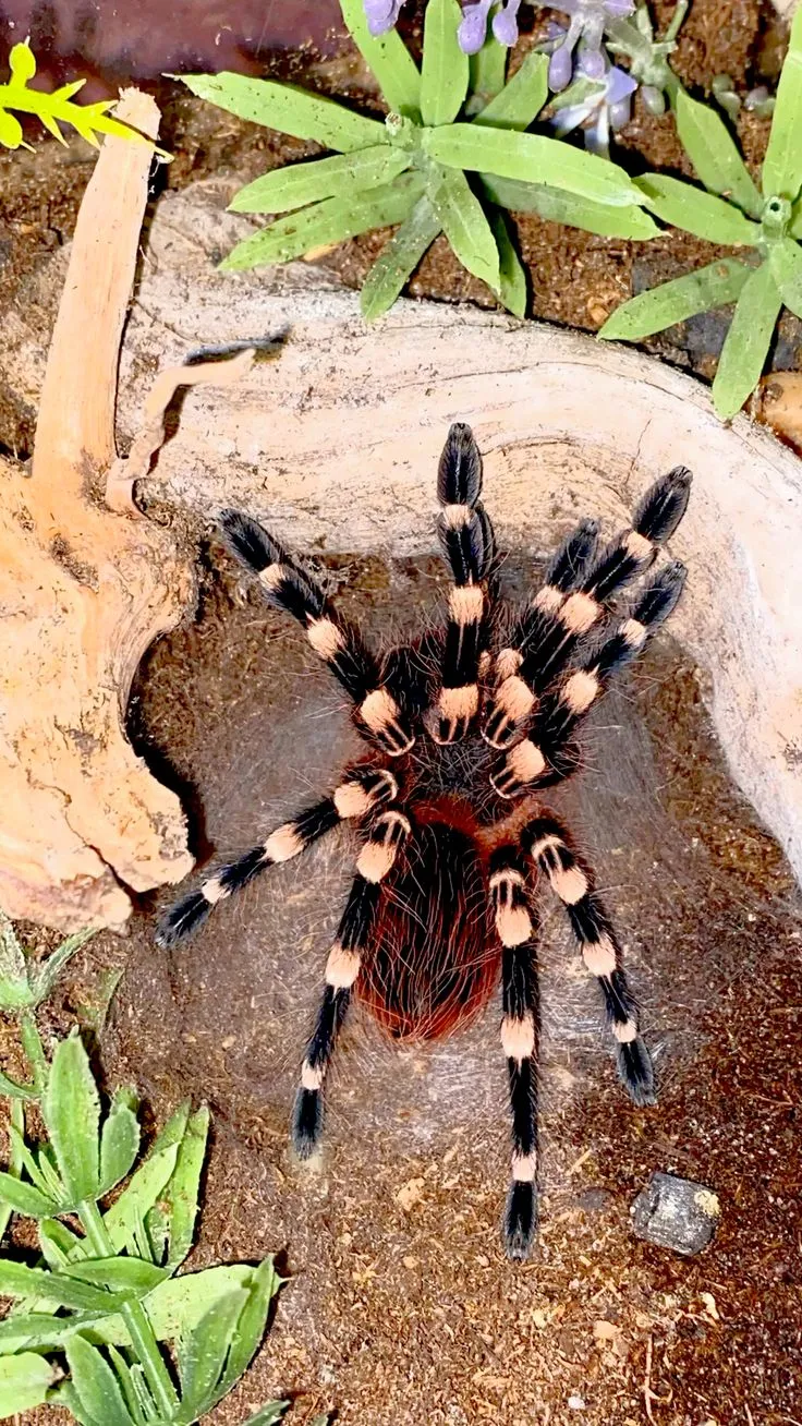 /img/22354-brazilian-white-knee-tarantula-male.webp