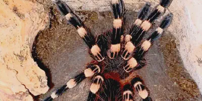 /img/22354-brazilian-white-knee-tarantula-male.webp