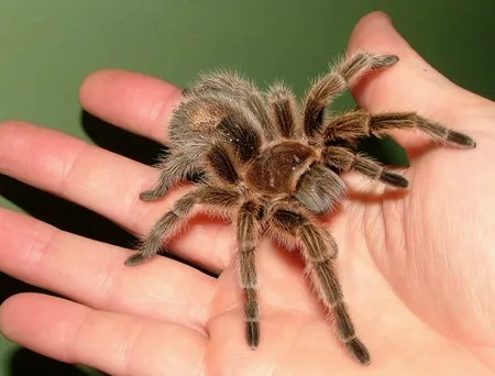22358 ajpw tarantula pet introduction