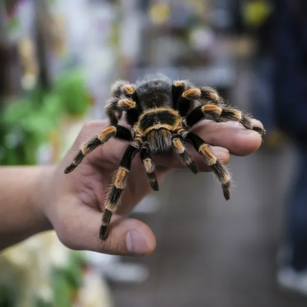 22358 ajpw tarantula pet rarity