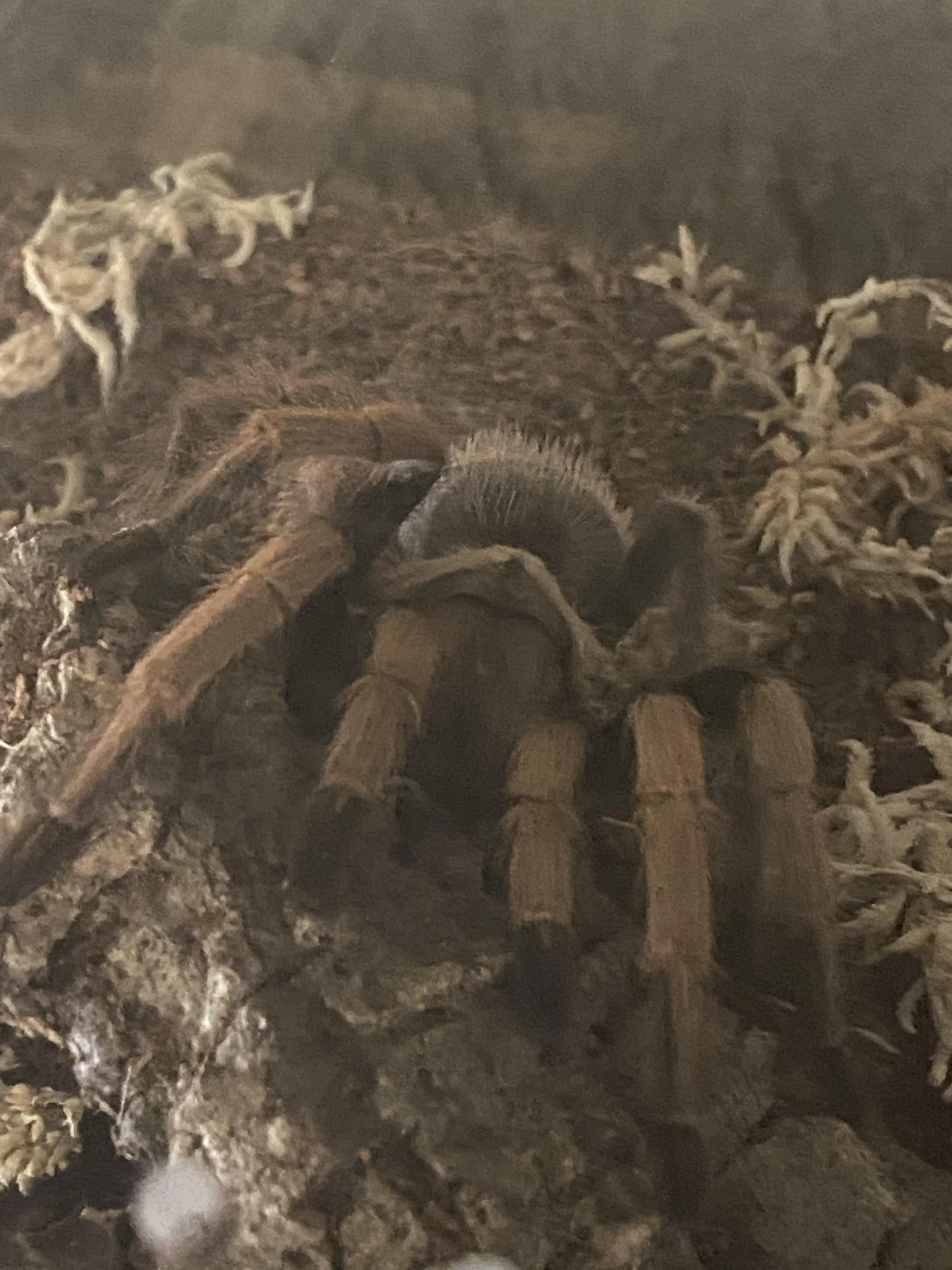 22360 stressed tarantula