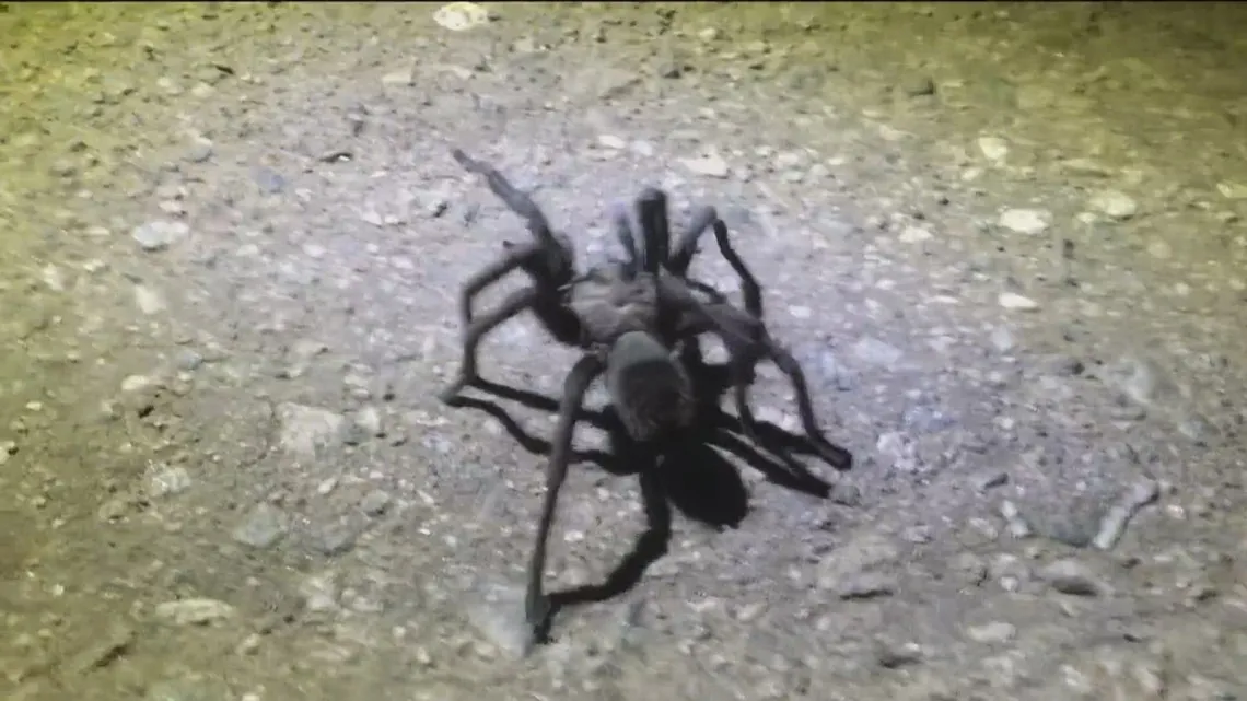 22360 tarantula feeding