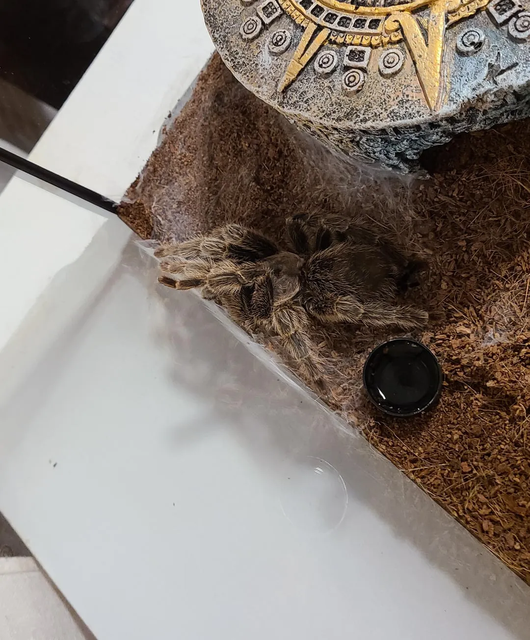 22360 tarantula heat lamp