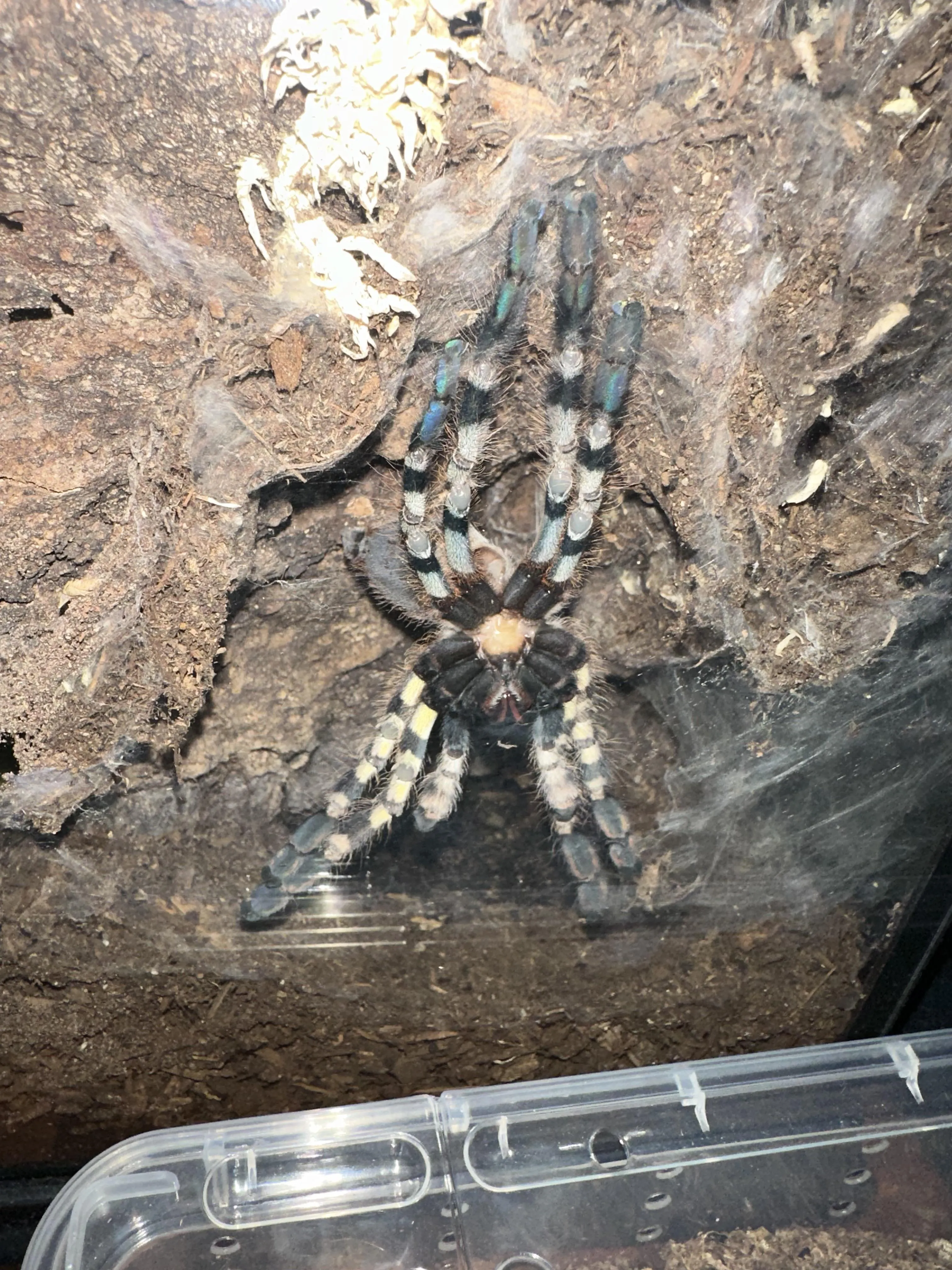 /img/22360-tarantula-vet.webp