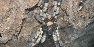 /img/22360-tarantula-vet.webp