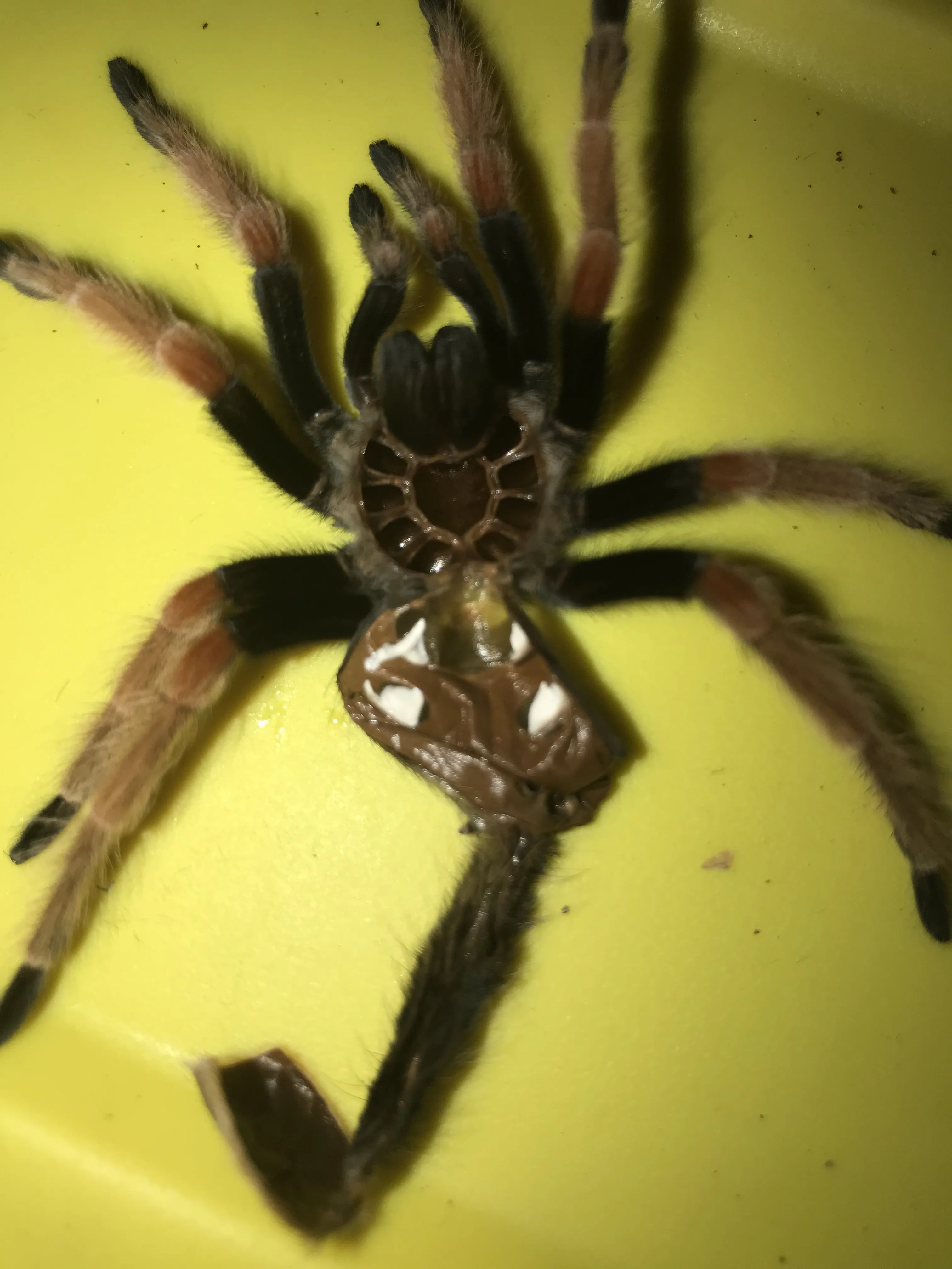 22361 boehmei tarantula appearance