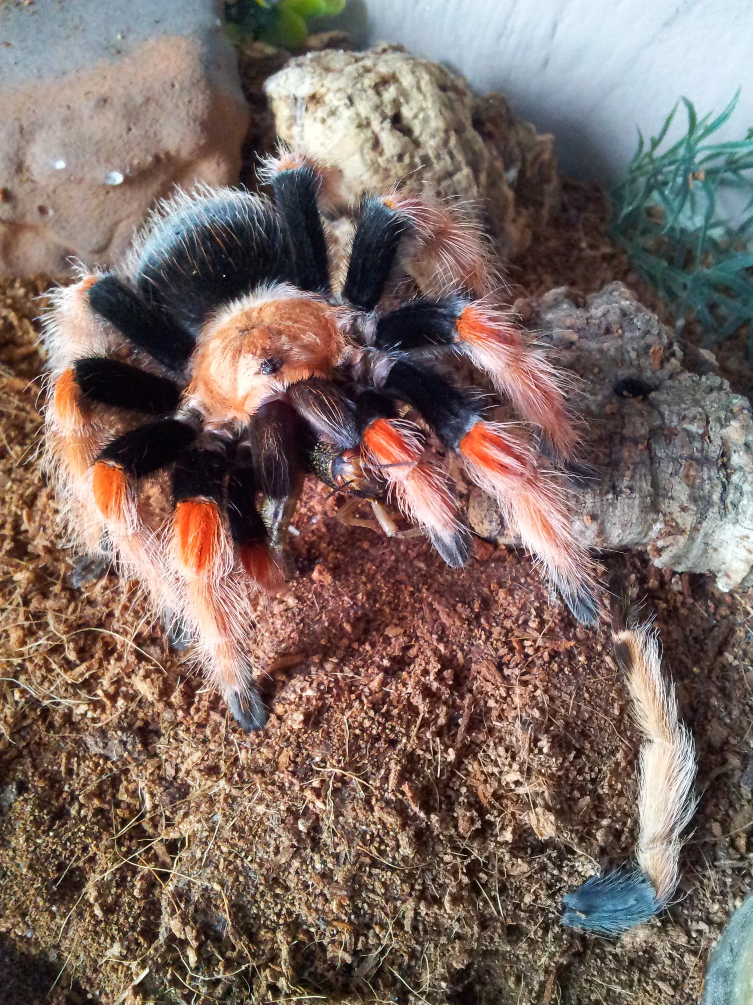 /img/22361-boehmei-tarantula-breeding.webp