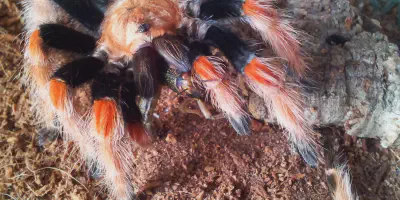 /img/22361-boehmei-tarantula-breeding.webp