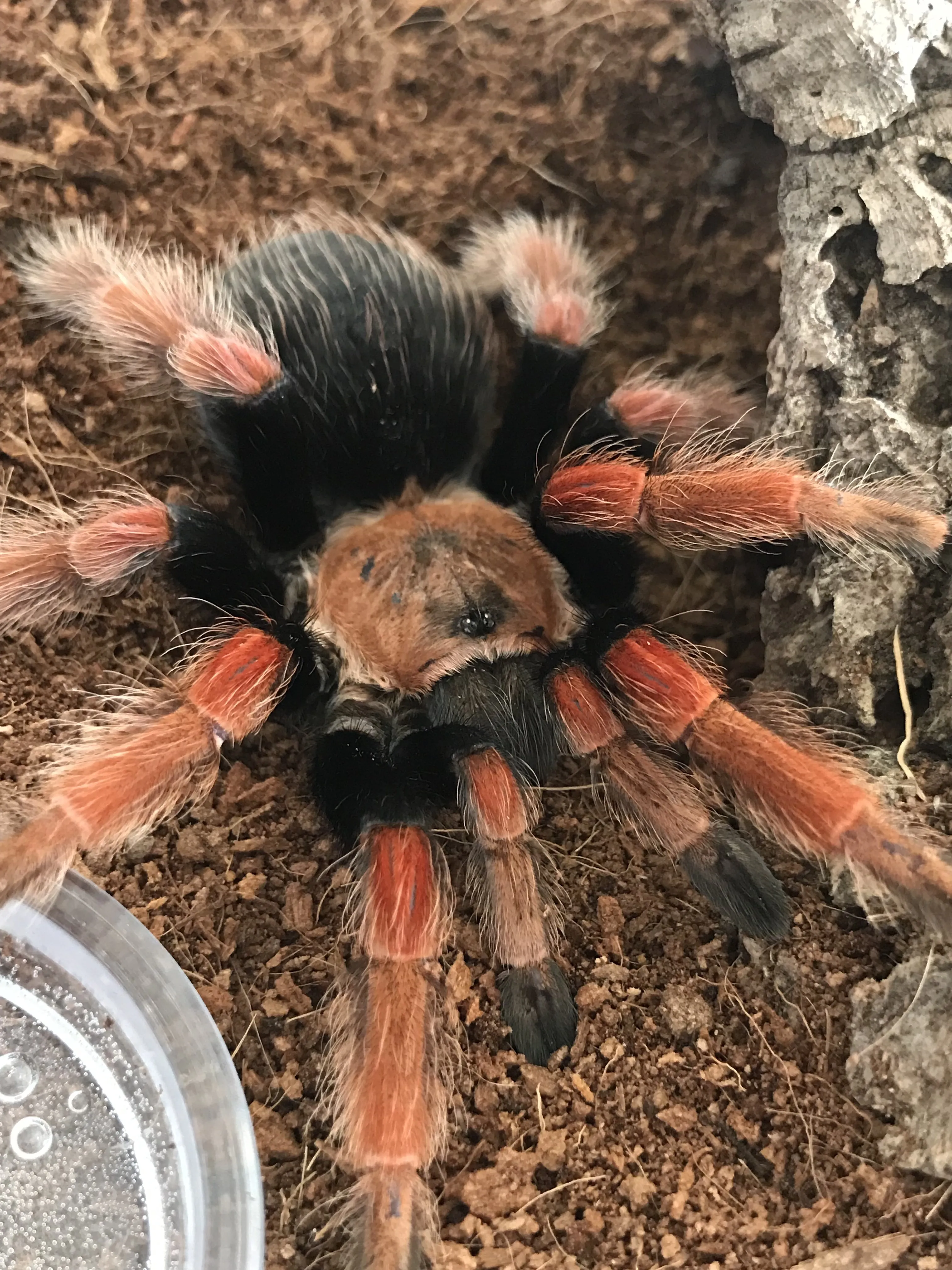 22361 boehmei tarantula enclosure