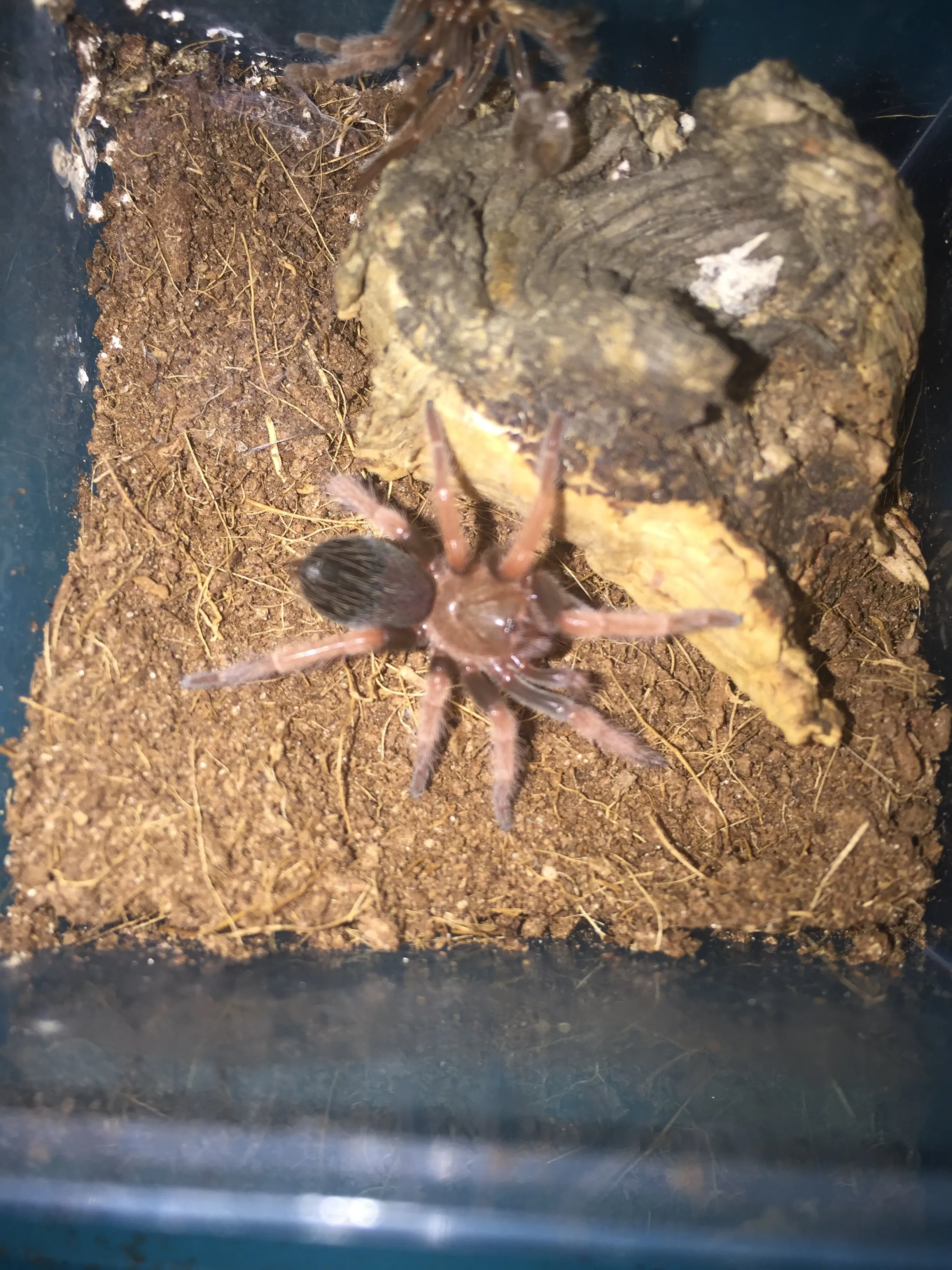 22361 boehmei tarantula healthy