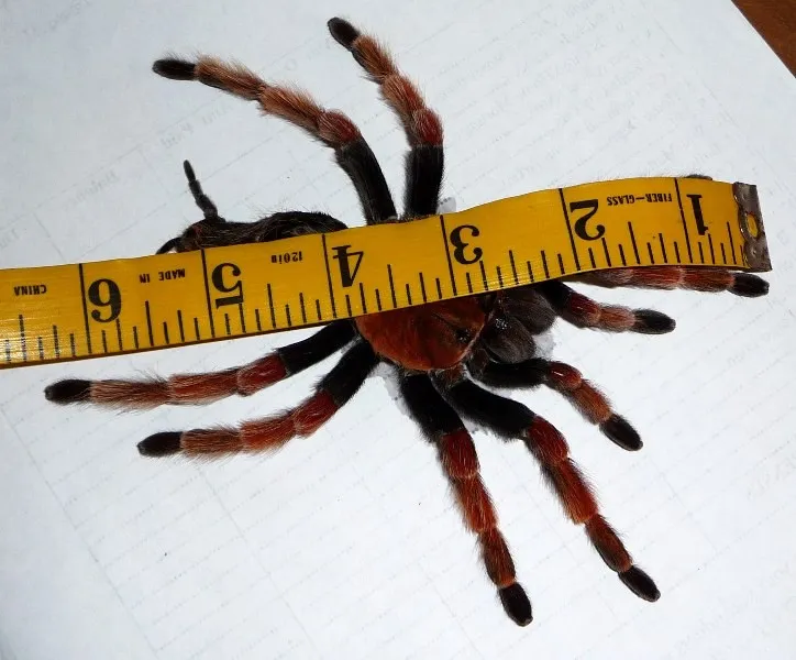 22361 boehmei tarantula molting