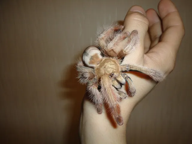 22362 palawan blonde tarantula breeding