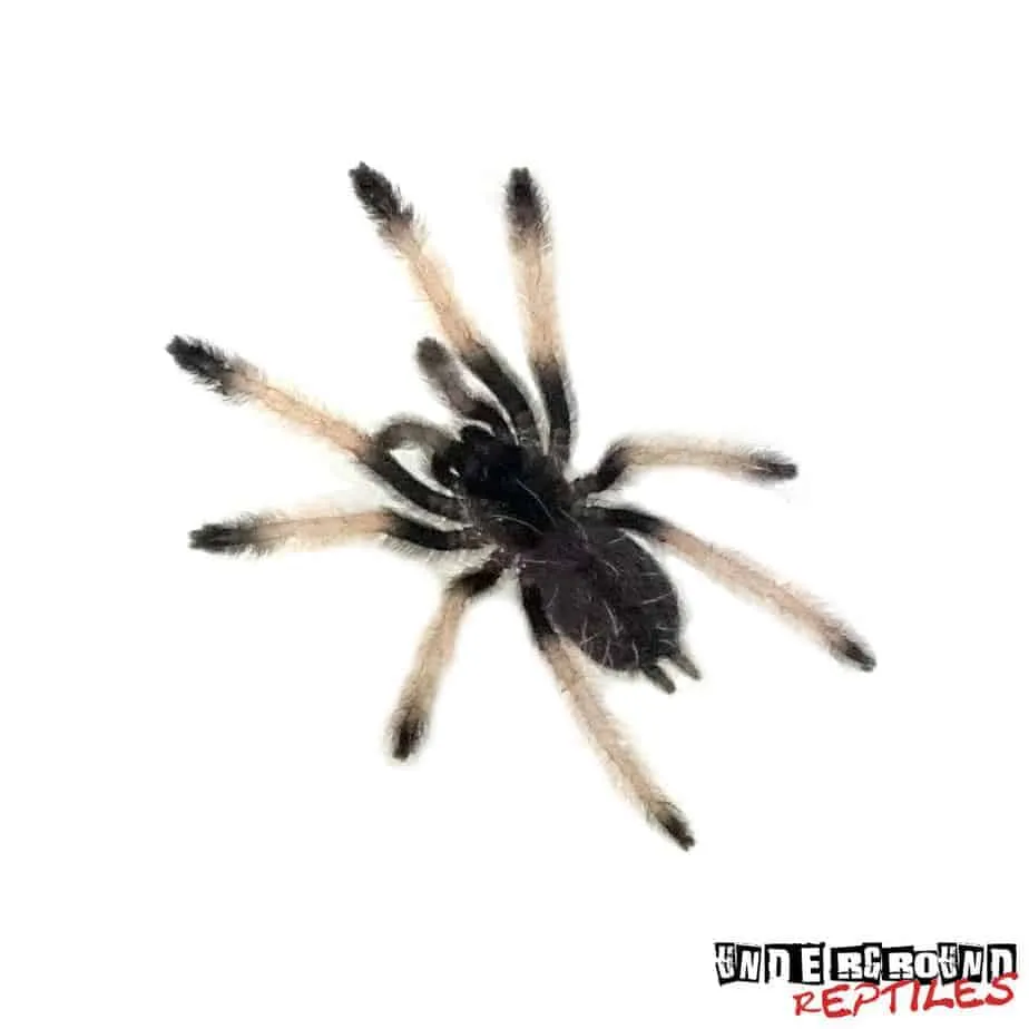 22362 palawan blonde tarantula close up