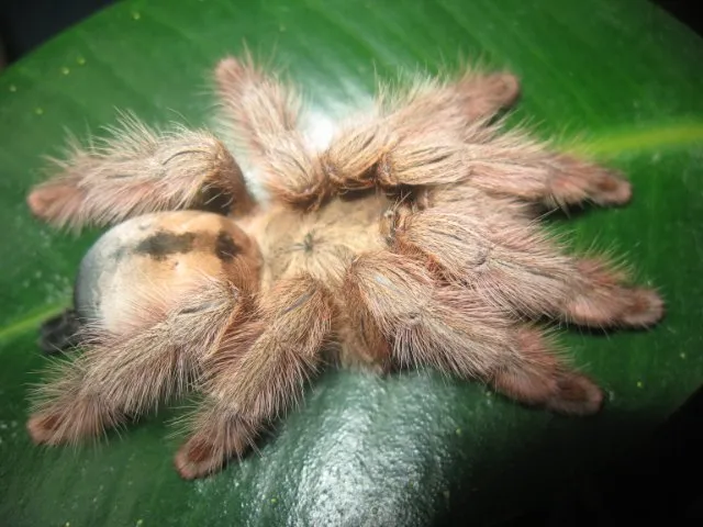 /img/22362-palawan-blonde-tarantula-conservation.webp