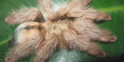 /img/22362-palawan-blonde-tarantula-conservation.webp