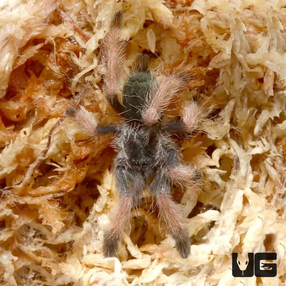 22362 palawan blonde tarantula defensive