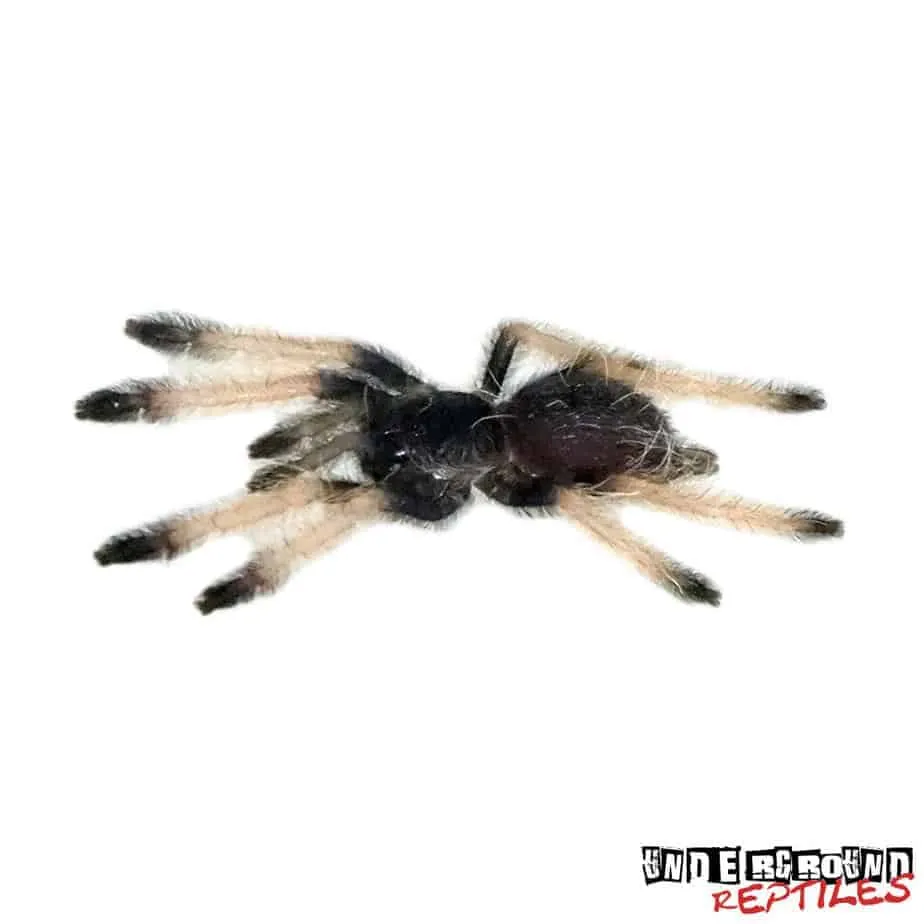 22362 palawan blonde tarantula habitat