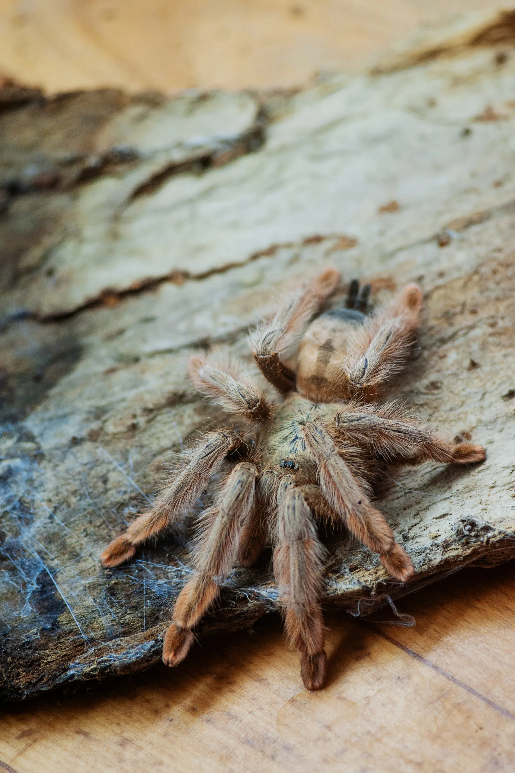 22362 palawan blonde tarantula overview