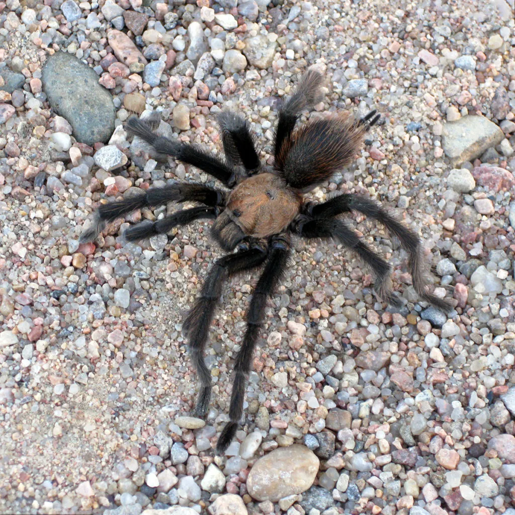 /img/22363-texas-brown-tarantula-cleaning.webp